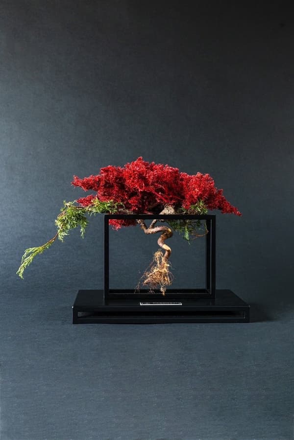Karya bingkai RE BONSAI dengan dedaunan merah