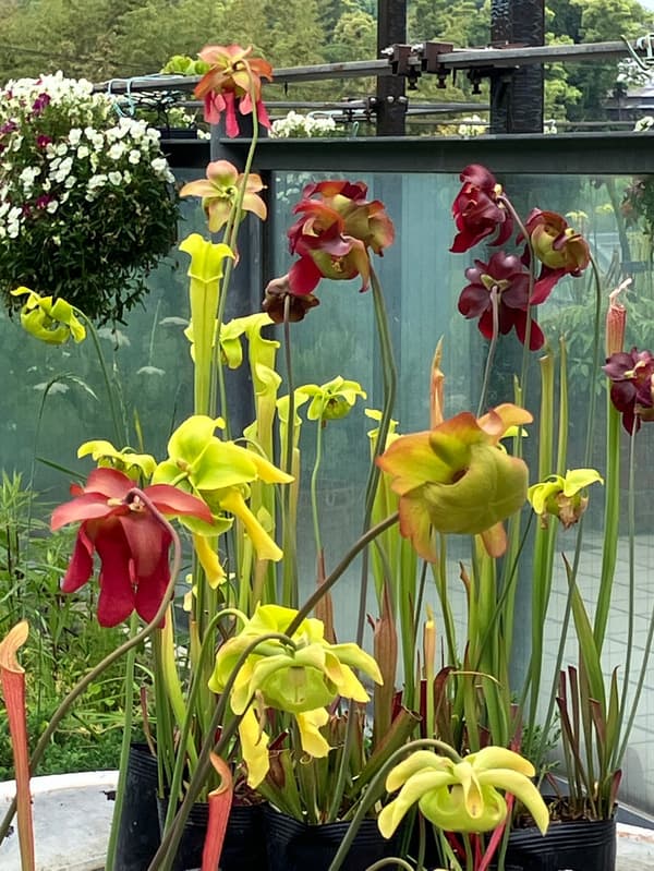 Sarracenia
