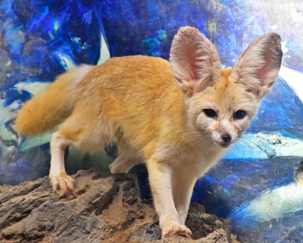 Rubah terkecil di dunia “Fennec”