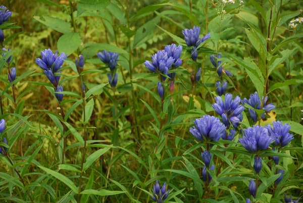 Los vibrantes campos de gencianas son uno de los mejores lugares de temporada de Nagano