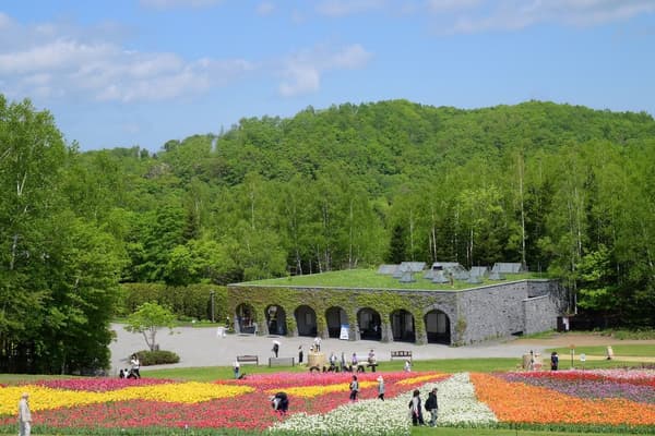 Tulips at Country Garden
