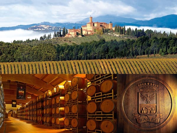 Banfi vineyard