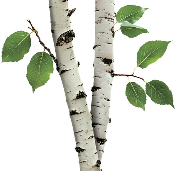 White birch tree