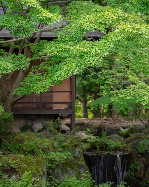 The sukiya-zukuri Saryo tea house, set within the Japanese garden