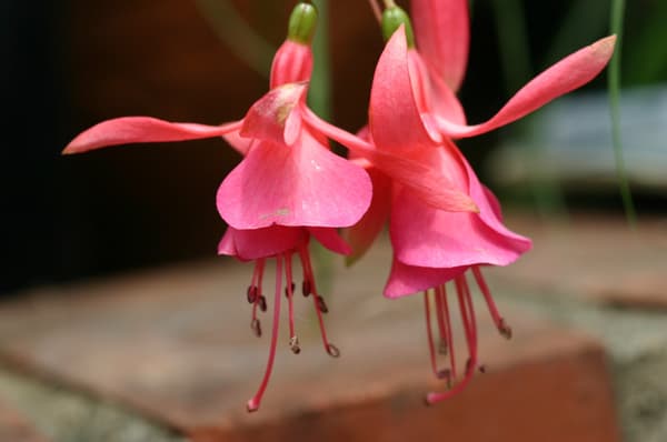 Fuchsia (juga dikenal sebagai
