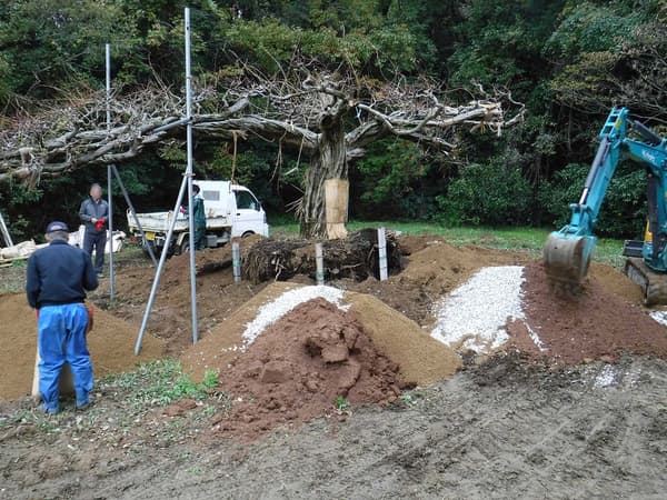 在三重县津市Red Hill园区内种植