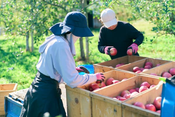 JA青森的密封压榨工艺