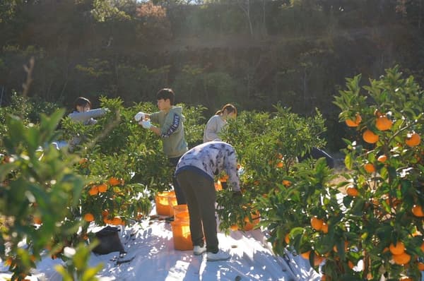 미하마 및 기호쿠 지역의 감귤 과수원 풍경