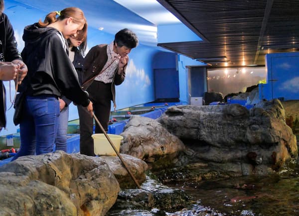 Ray feeding experience at Kamogawa Sea World