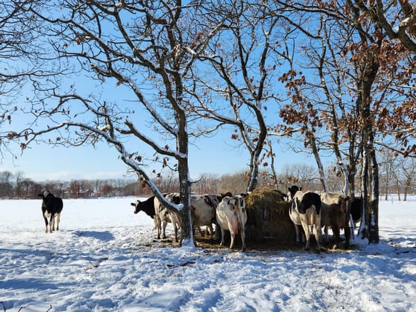 Vacas en un pastizal cubierto de nieve
