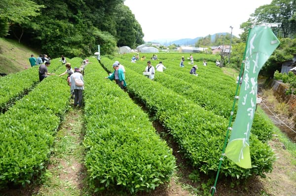 Tea picking experience (image)