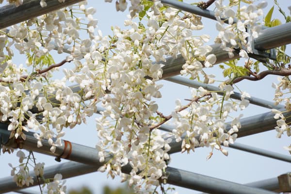 白嘉布遣紫藤——早开品种