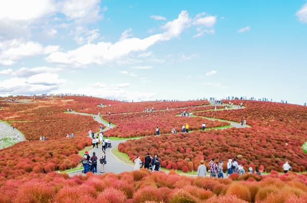 Kochia in autumn color at Hitachi Seaside Park