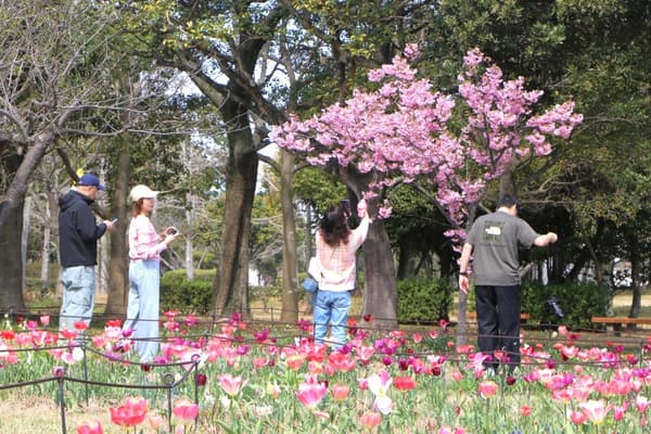 郁金香和樱花在常年花园