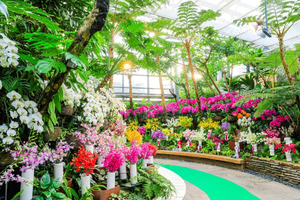 Okinawa International Orchid Show