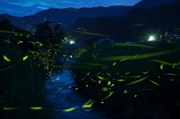 Genji fireflies in flight (image for reference)