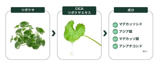 Diagram Centella asiatica, ekstrak CICA, dan kandungannya