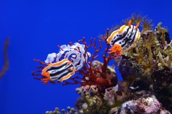 Pameran siput laut