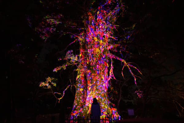 Ever Blossoming Life Tree