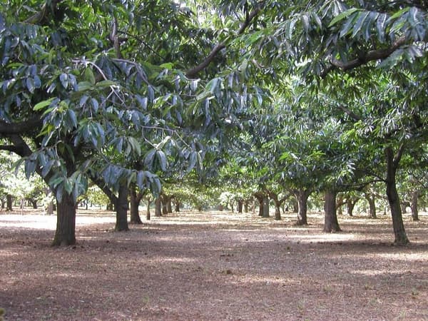 Kebun chestnut