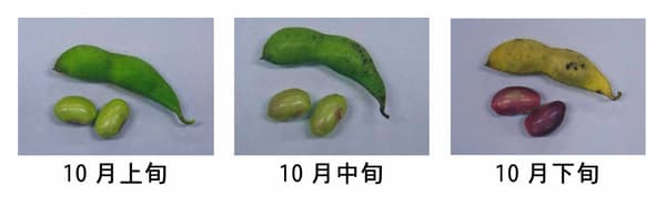 Polong dan biji edamame hitam di awal, pertengahan, dan akhir Oktober