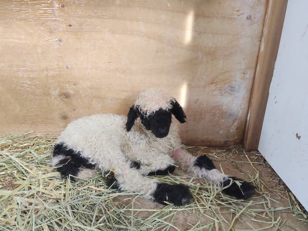出生当天的小瓦莱黑鼻羊