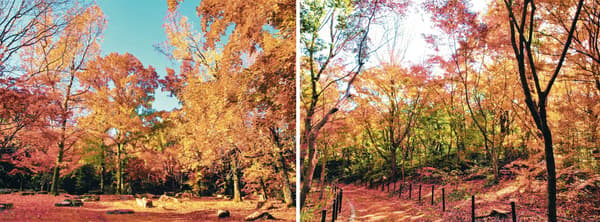 Momijidani (紅葉渓) in the Natural and Cultural Garden