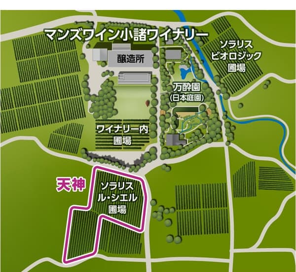 Mapa de los terrenos de la bodega Manns Wine Komoro que muestra el viñedo Solaris Le Ciel en la zona de Tenjin