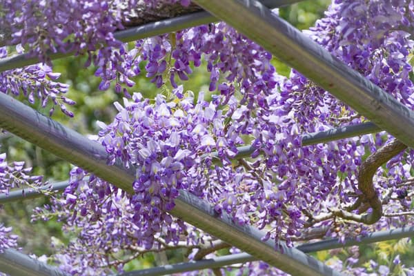 截至2026年4月14日，嘉布遣紫藤正值盛花期。