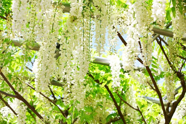 白野田紫藤——晚开品种