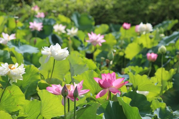 社區種植的蓮花於6月中旬至7月下旬盛開