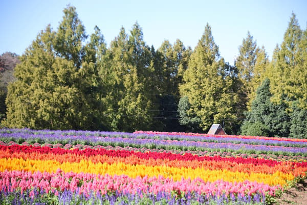 Sera Kogen Farm (fotografiado el 30 de septiembre de 2026)