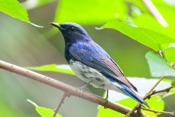 Papamoscas azul japonés (Oruuri)