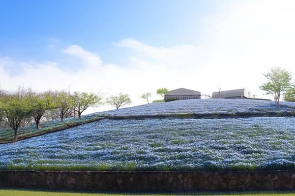Nemophila Field View