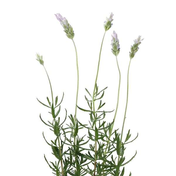 Lavender oil