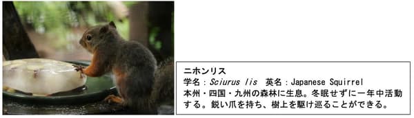 Ardilla japonesa (Sciurus lis) con un premio de hielo, junto a un panel informativo sobre la especie