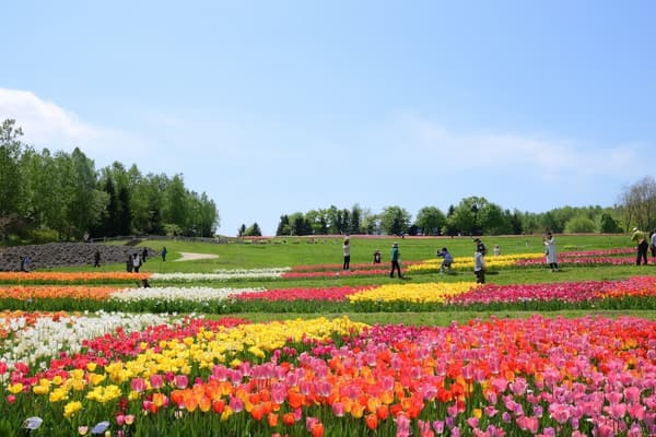 2026年郁金香和铃兰节