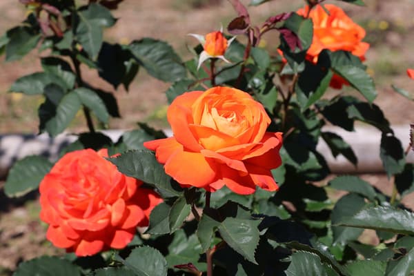 Aeris森林公園的橘色玫瑰