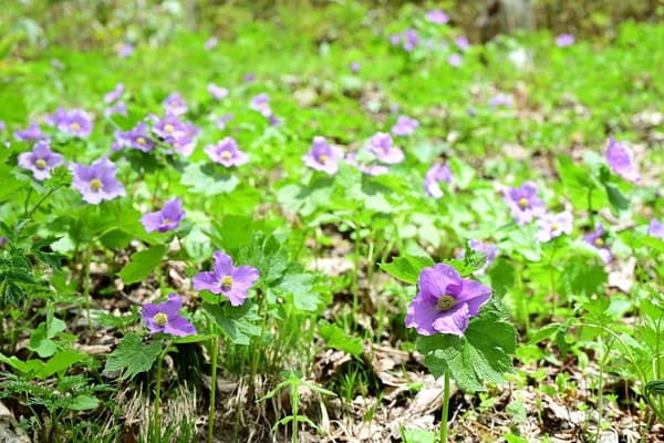 白根葵和春季野花节