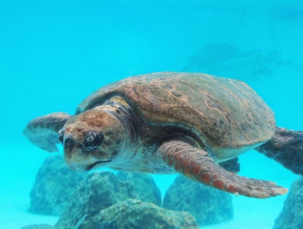 Loggerhead sea turtle (Okinawa Churaumi Aquarium)