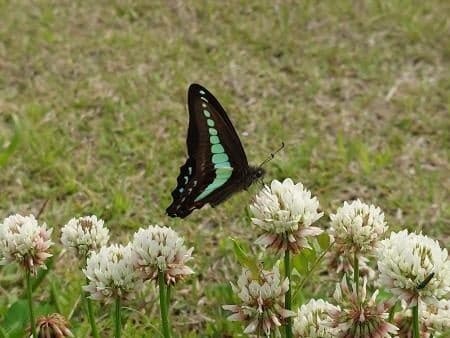 Una mariposa Graphium sarpedon (Aosujiagehha)