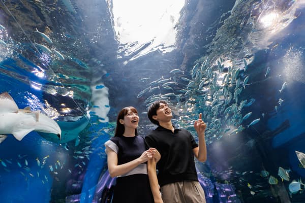 Maxell Aqua Park Shinagawa, hogar de aproximadamente 350 especies de vida marina
