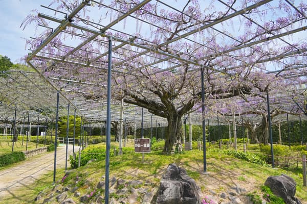 截至2026年4月14日，野田一才紫藤开始绽放。