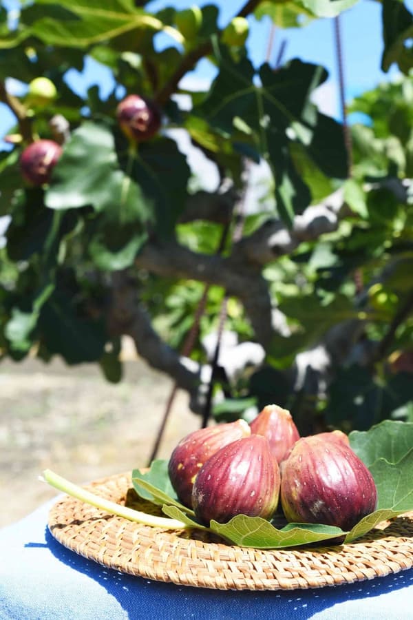 Figs known by the nickname Asadori no Megumi grown in Kawanishi City