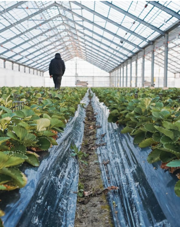 코토게 딸기 농장의 더 많은 딸기