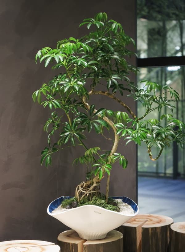 来自冲绳“Izumikawa-en”的Schefflera arboricola compacta / 26,000日元（不含税），运费8,000日元起（不含税）