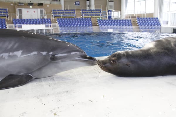 海洋剧场中的巨型屏幕