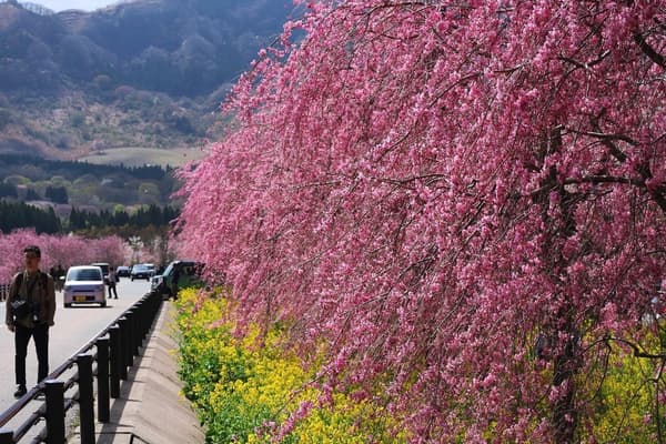 Weeping cherry blossoms and rapeseed flowers in vibrant contrast