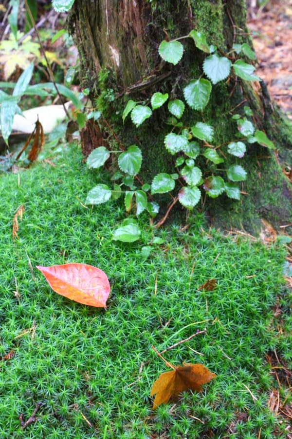 Photo trekking scenery (image)