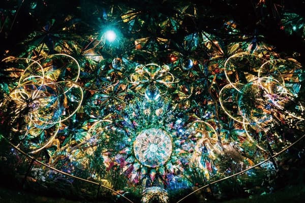 Forest of Prism